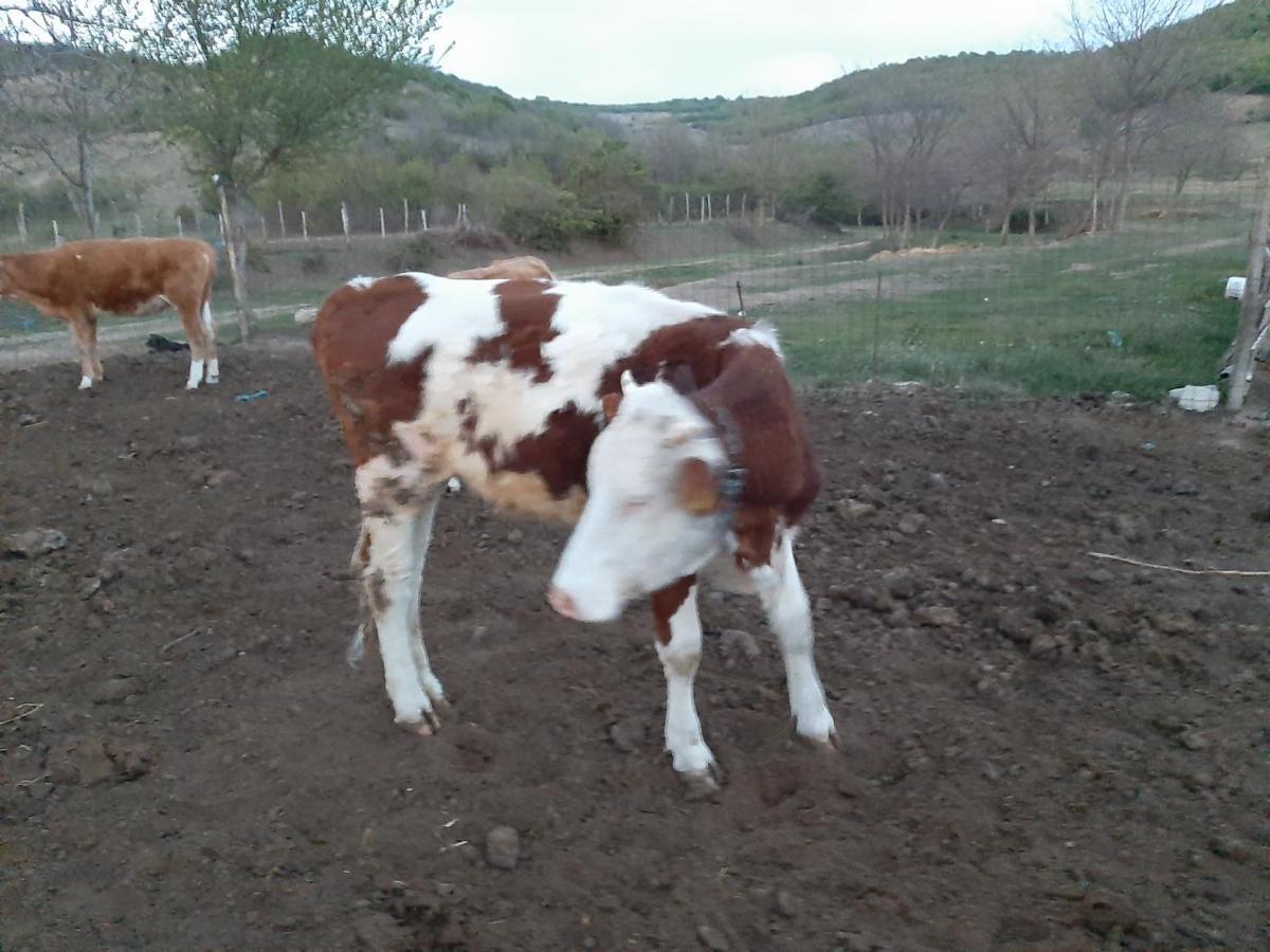 Pensiunea Agroturistica Green Odoba Sătuc Eksteriør bilde