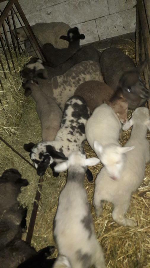 Pensiunea Agroturistica Green Odoba Sătuc Eksteriør bilde