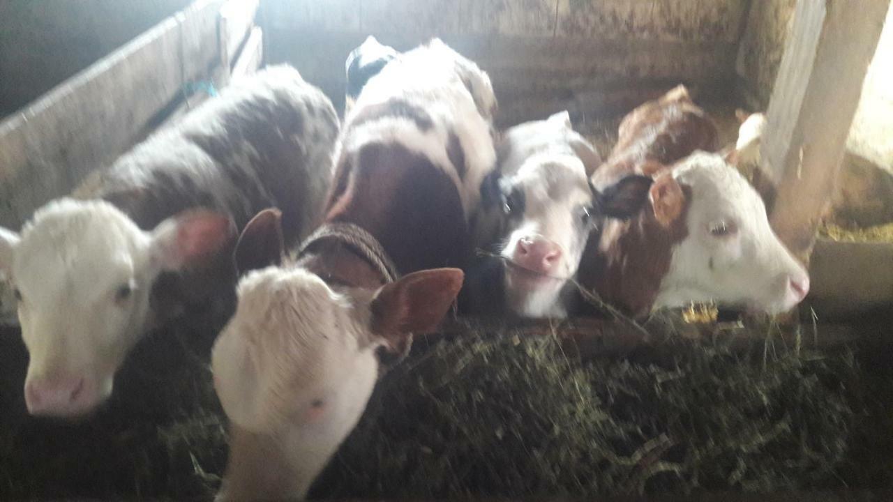 Pensiunea Agroturistica Green Odoba Sătuc Eksteriør bilde